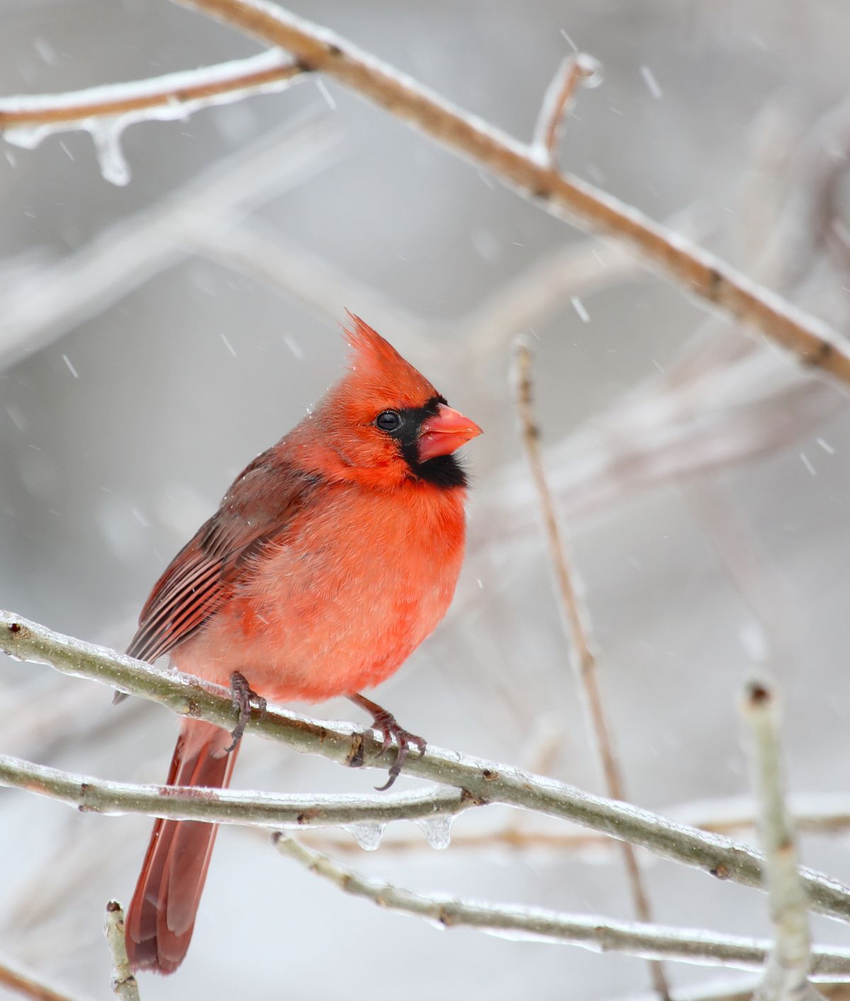 Cute red cardinal bird in snowy weather