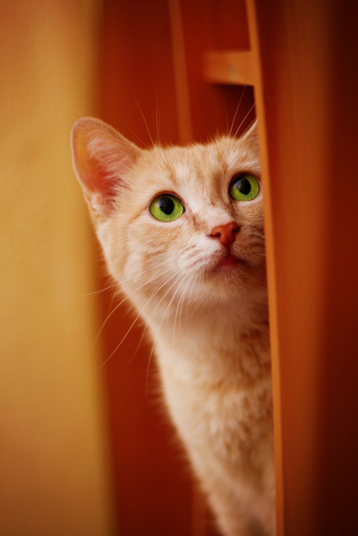 Cute orange cat staring upwards nervously