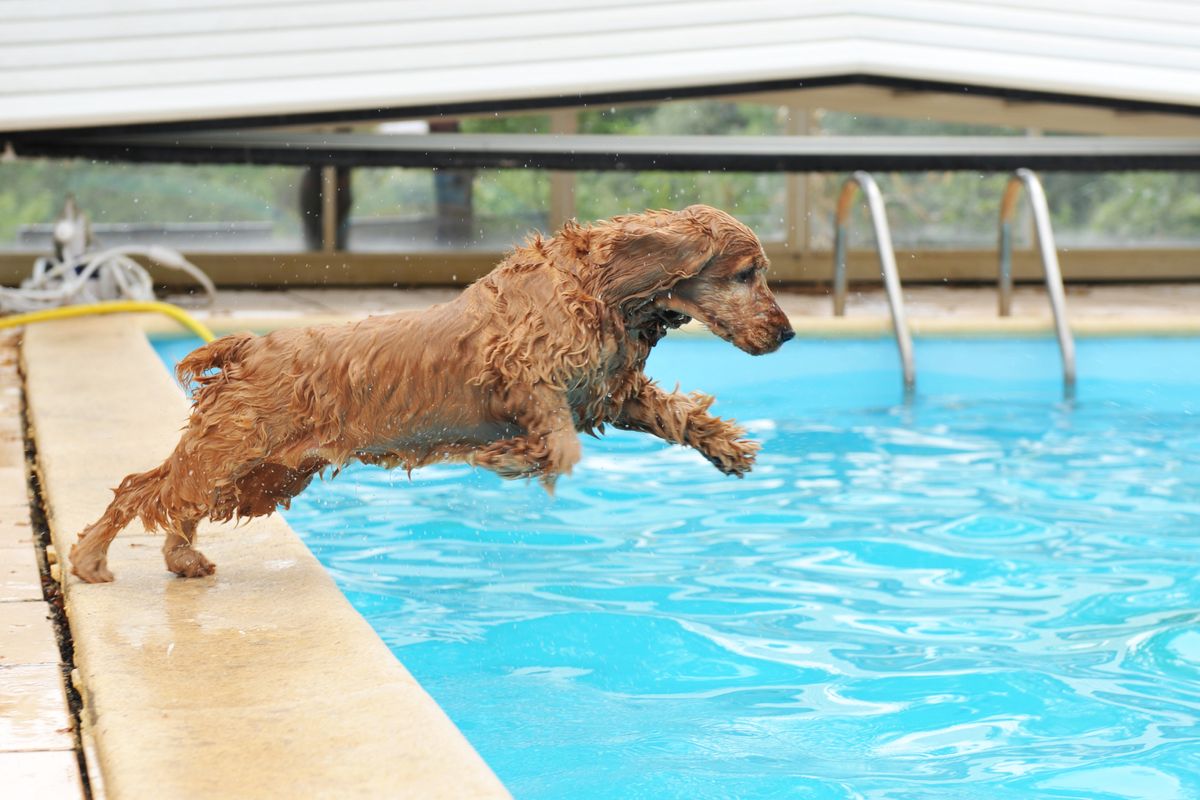 An English cocker spaniel–a dog with droopy ears and shaggy brown fur–about to dive into a swimming pool.