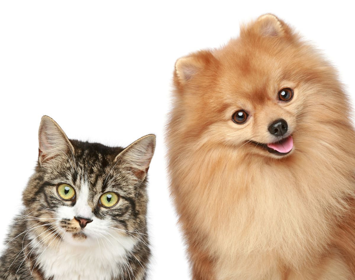 Cute cat and adorable pomeranian dog staring at the camera