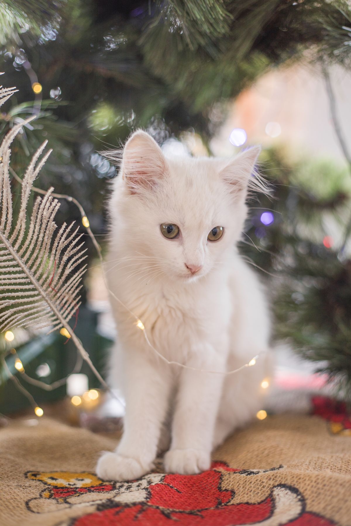 A cute white cat looking cheeky yet innocent in the midst of Christmas decorations.