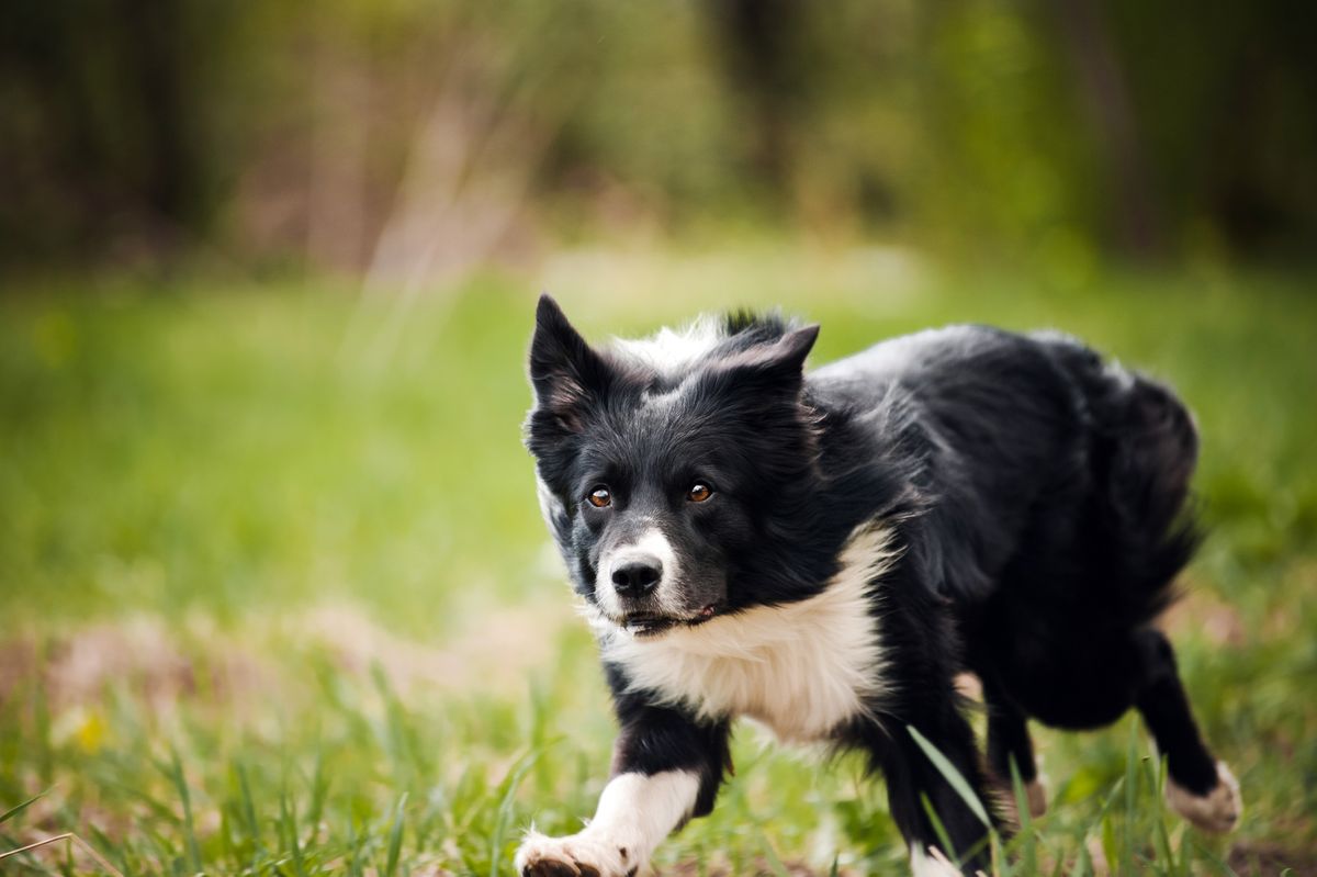 Cute black and white dog looks determined