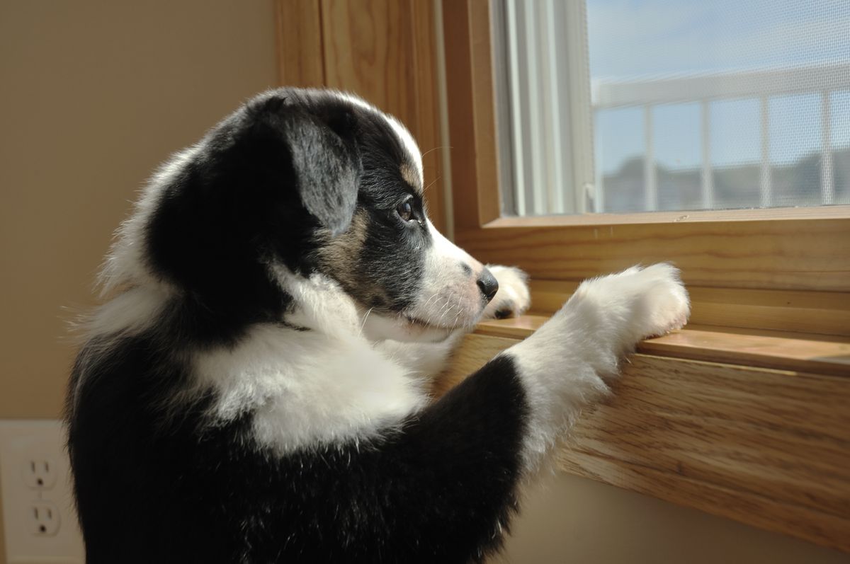 Cute black and white puppy with a sad face looking wistfully out the window.