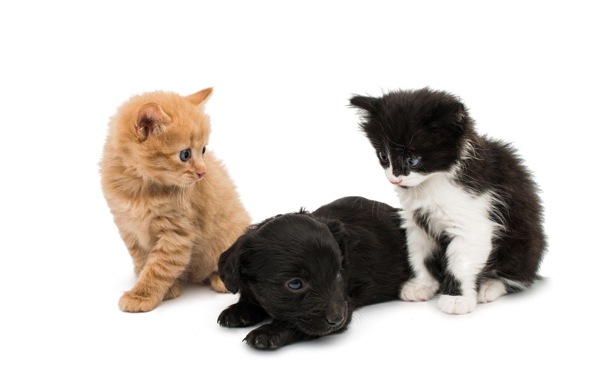 Two kittens and a puppy, all looking ridiculously adorable.