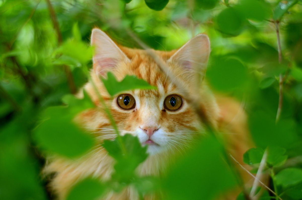 Orange cat peers through green leaves