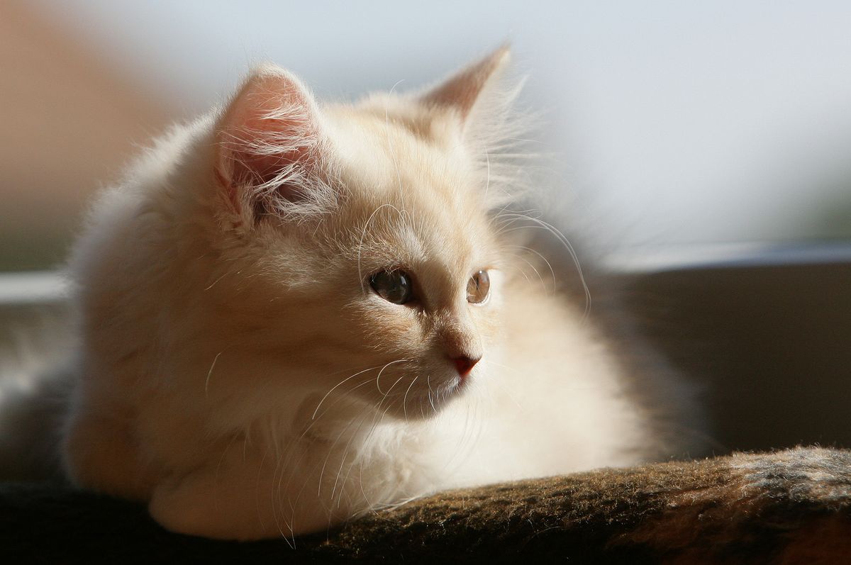 Cute white cat staring sombrely to the right of the camera.