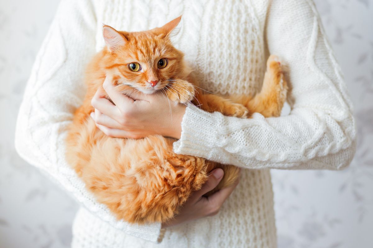 Cute orange fluffy cat hiding in a human's arms.