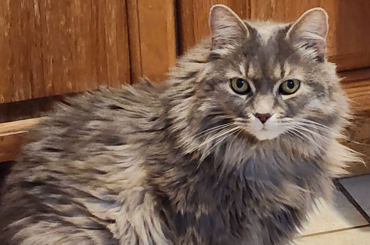 A cute grey long haired tabby with green eyes