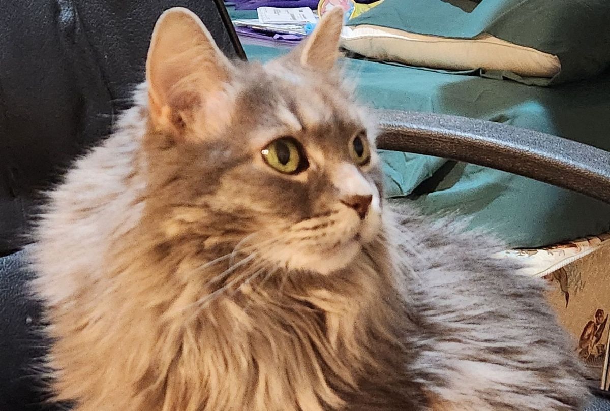 A super cute, gray long-haired cat sitting in a black swivel chair.  She looks up towards the right side of the screen.