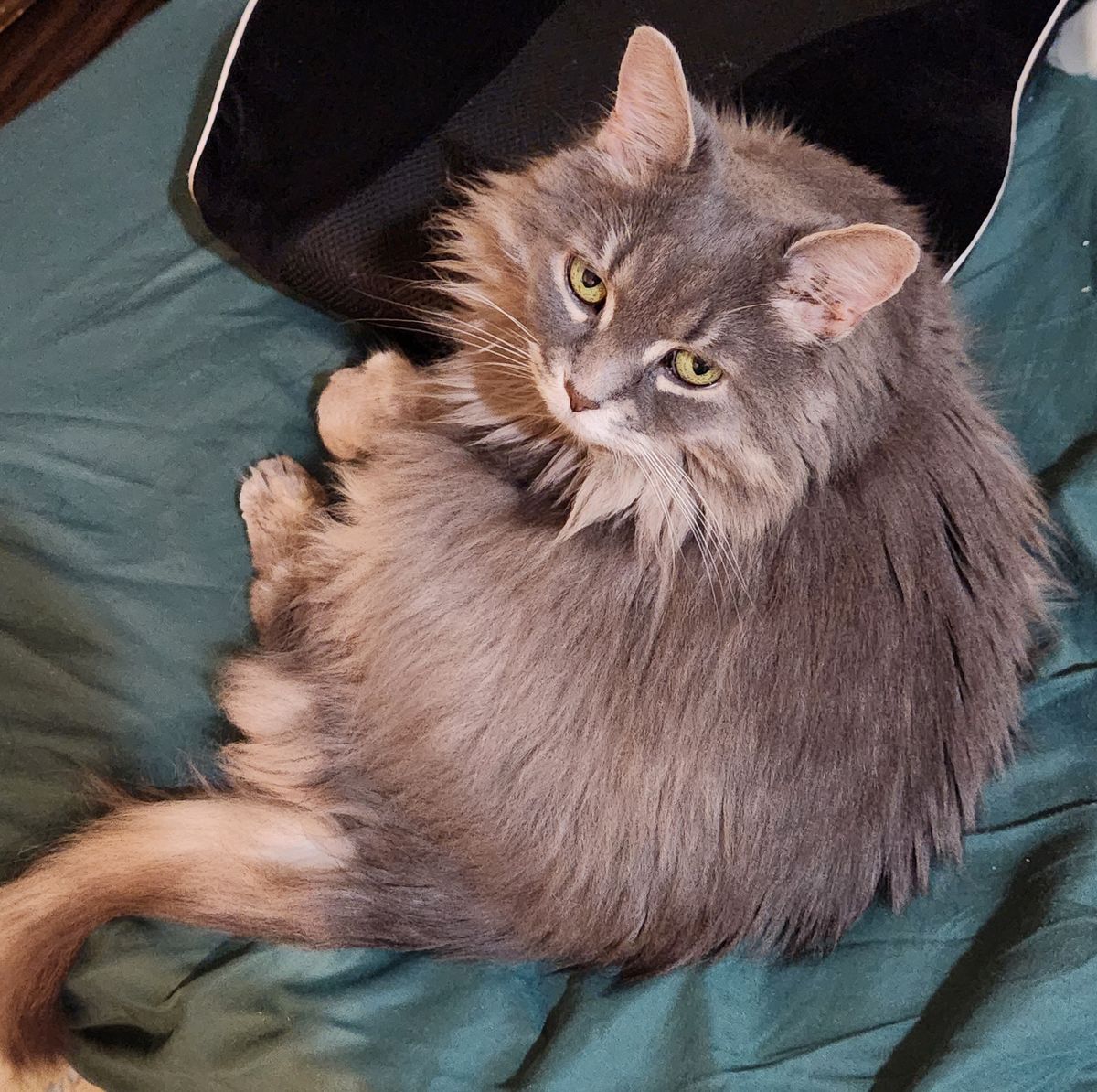 A cute and fluffy grey long-haired cat.  She rests here paws on my back cushion, and stares up at the camera.