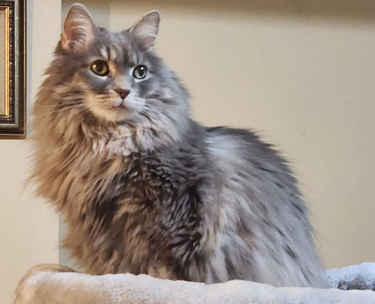 A cute grey floofy kitty with long, puffy hair.  She sits on a cat tree.