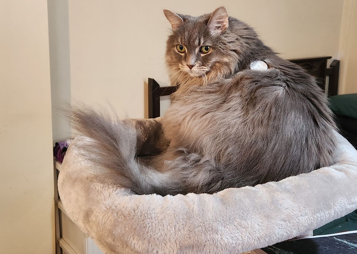 A cute and fluffy grey, long-haired cat, sitting in her cat tree. 