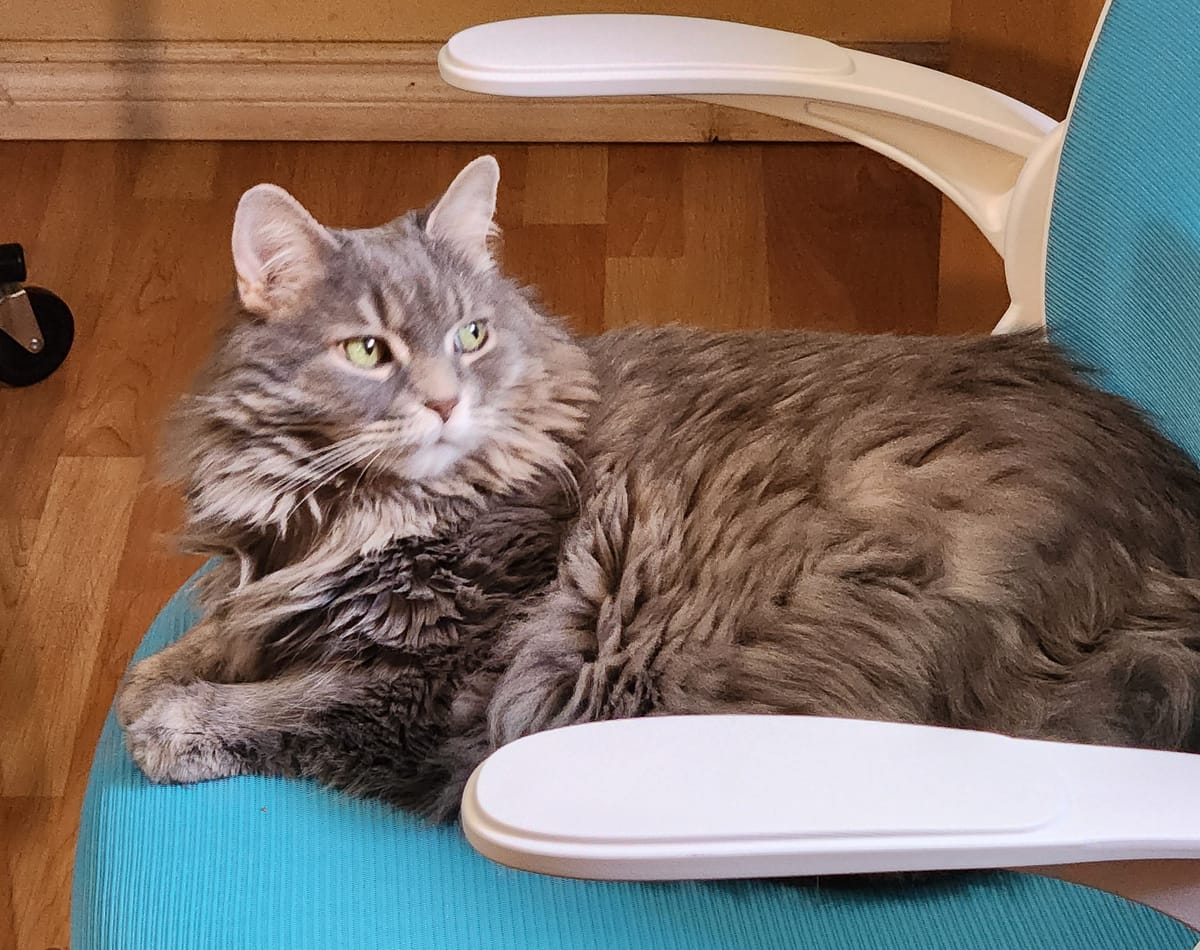 Cute fluffy grey long-haired cat.  She sits on a light blue swivel chair and looks to the right side of the photo.