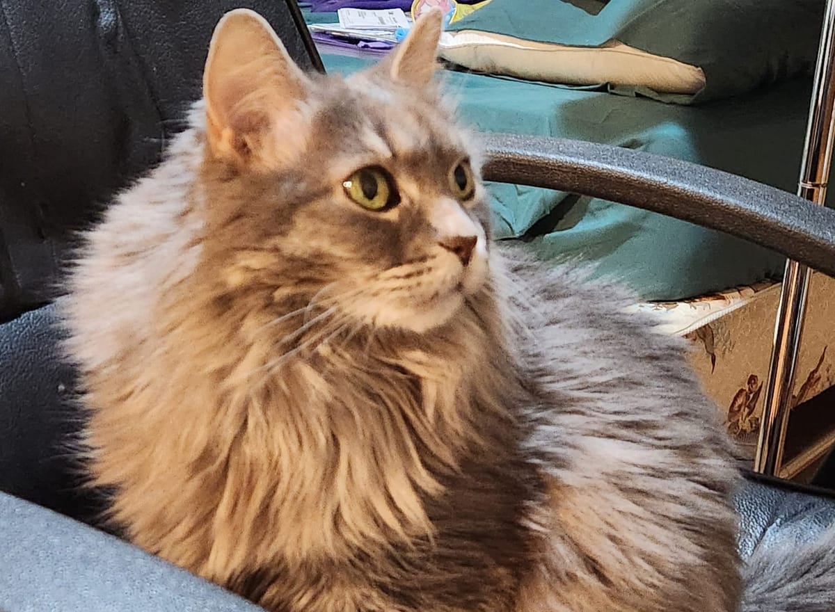 An adorable floofy grey long haired cat, staring with big green eyes at the right of the camera.