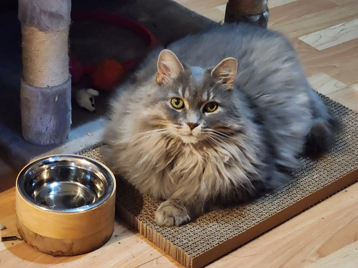 A floofy long haired grey cat, sits on a scratch pad with a water bowl in front of her.