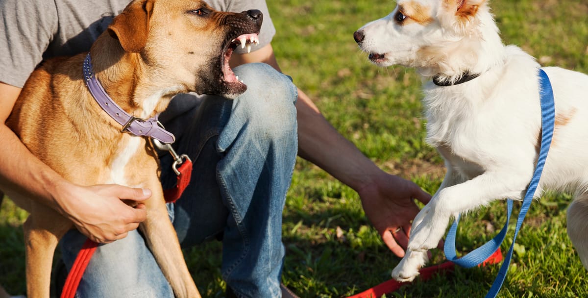 Aggressive barking dog on the left, fearful dog on the right.