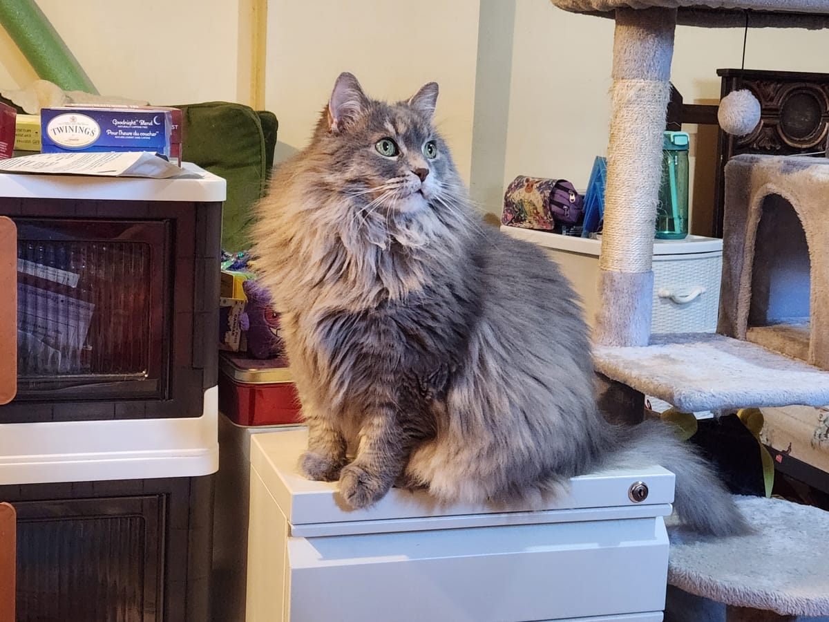 A fluffy long-haired grey cat, standing on a white desk, gazing upwards.