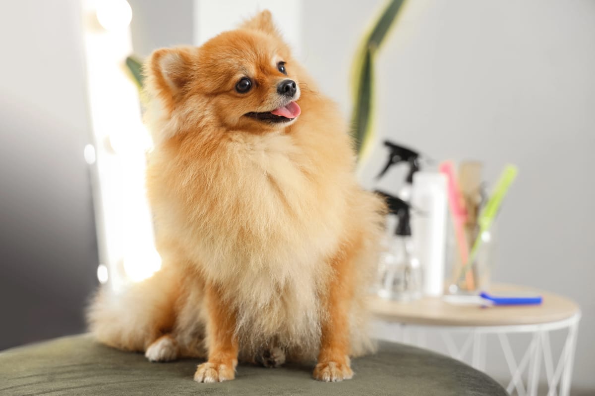 Cute pomeranian dog on a groomer's salon