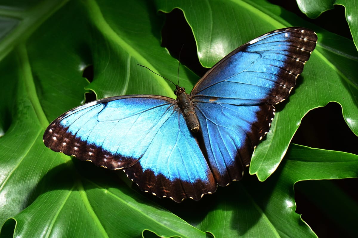 Beautiful blue morpho butterfly perched on green leaves