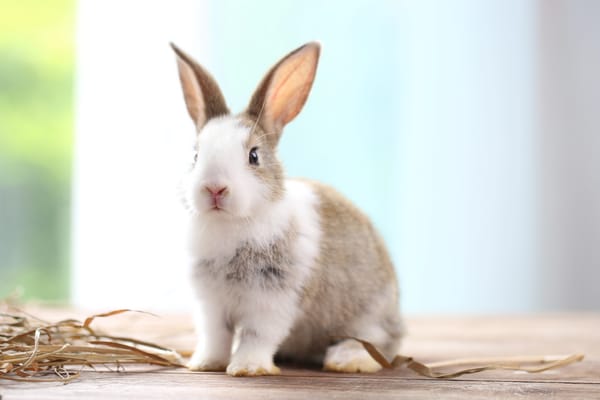Cute brown and white bunny